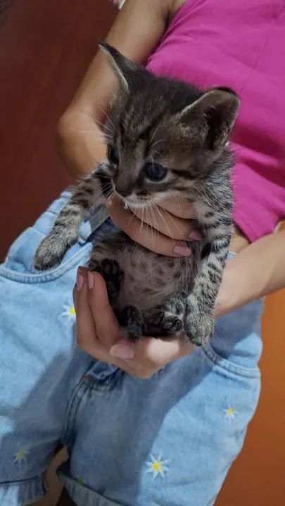 4 Gatinhos fofos e carinhosos para adoção - Foto 3