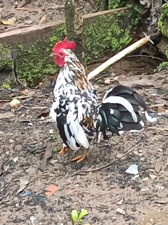 Galo Garniser Branco e Preto