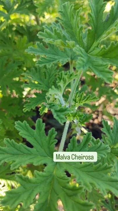 TEMPEROS VARIADOS  - Foto 2