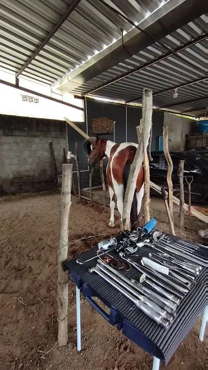 Cavalo de passada manso  - Foto 2