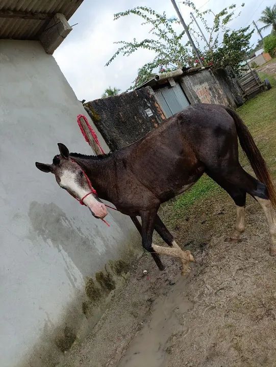 Cavalo Dócil  - Foto 2