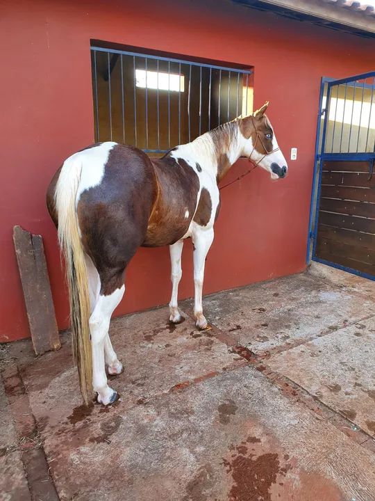 Paint Horse  - Foto 2