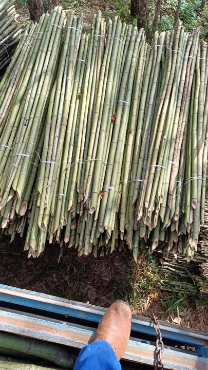 Estaca para plantio de tomate ? - Foto 3