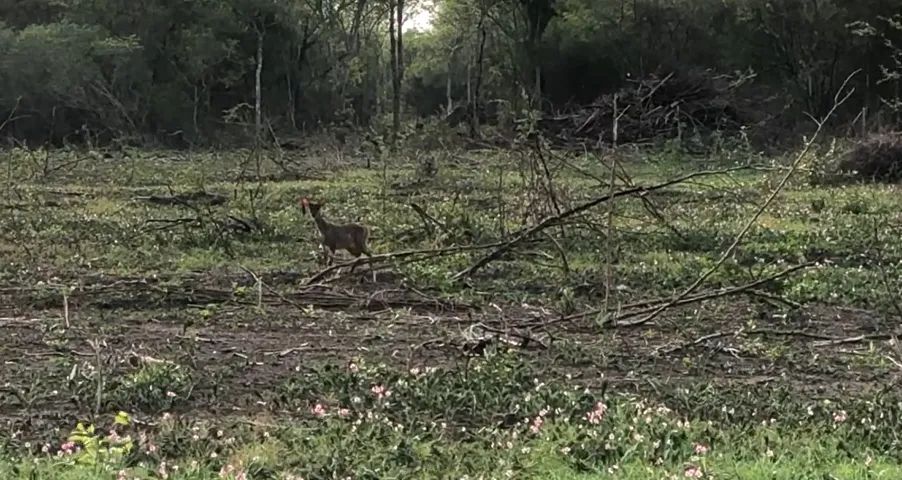 Sítio com 41.2 hectares Escriturado! Ótima oportunidade de investimento perto da cidade! - Foto 5