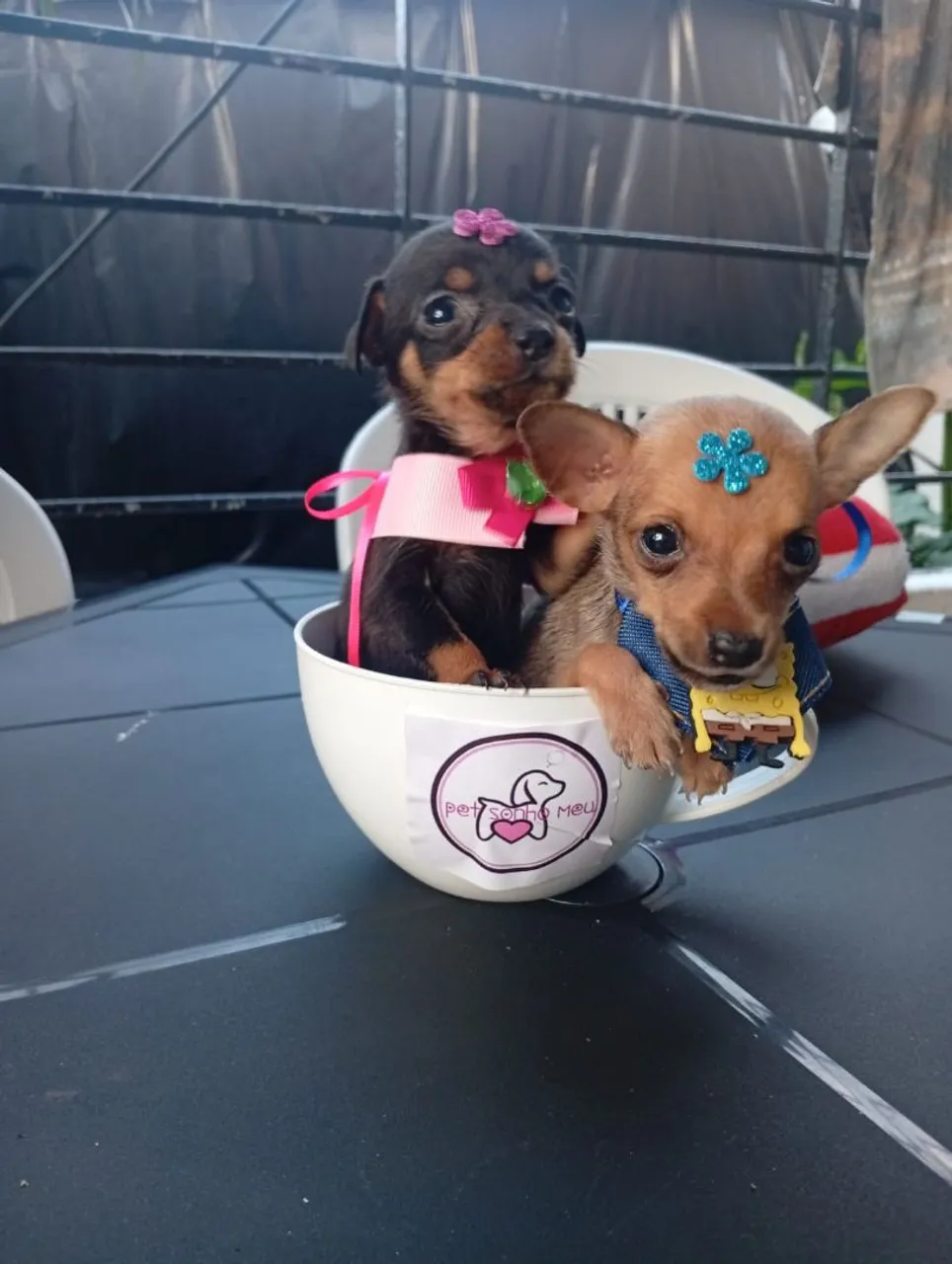 Pinscher micro zero