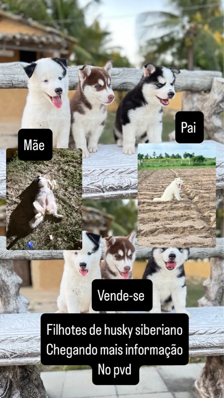 Vende-se filhote