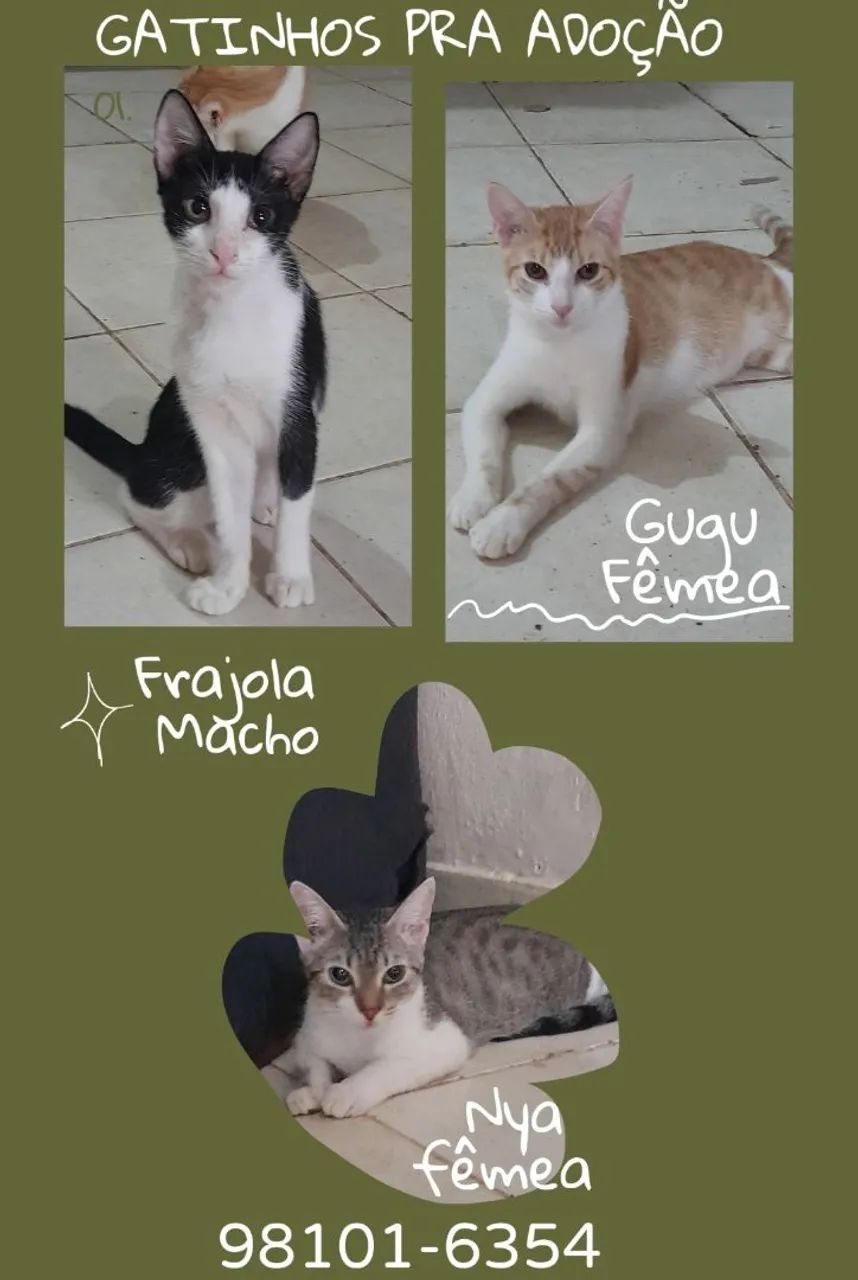 Gatinhos fofinhos para adoção! - Foto 2
