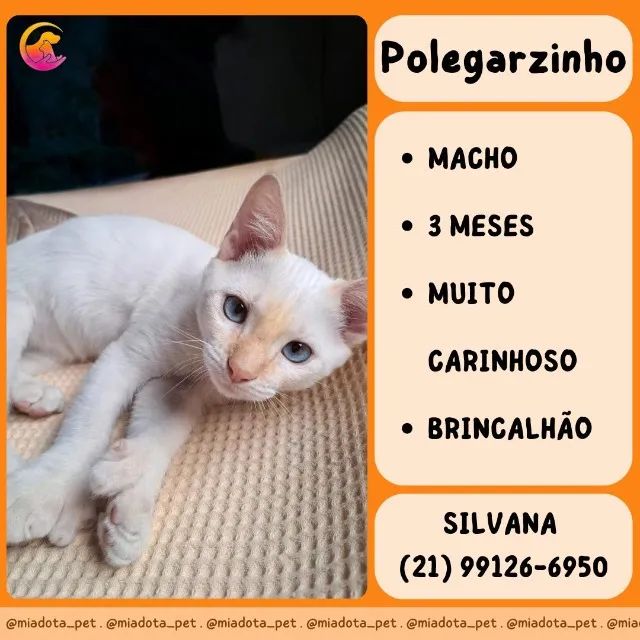 Lindos gatos(a) disponíveis para adoção responsável  - Foto 2