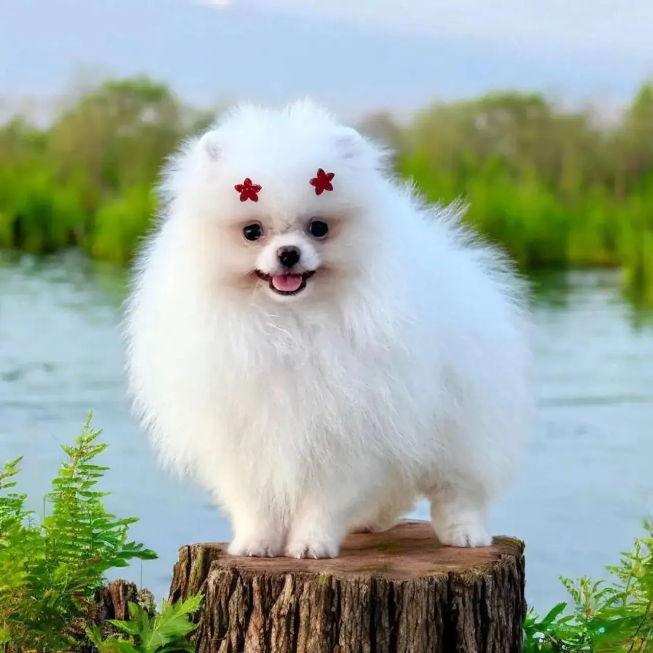 Spitz alemão lulu da pomerania 