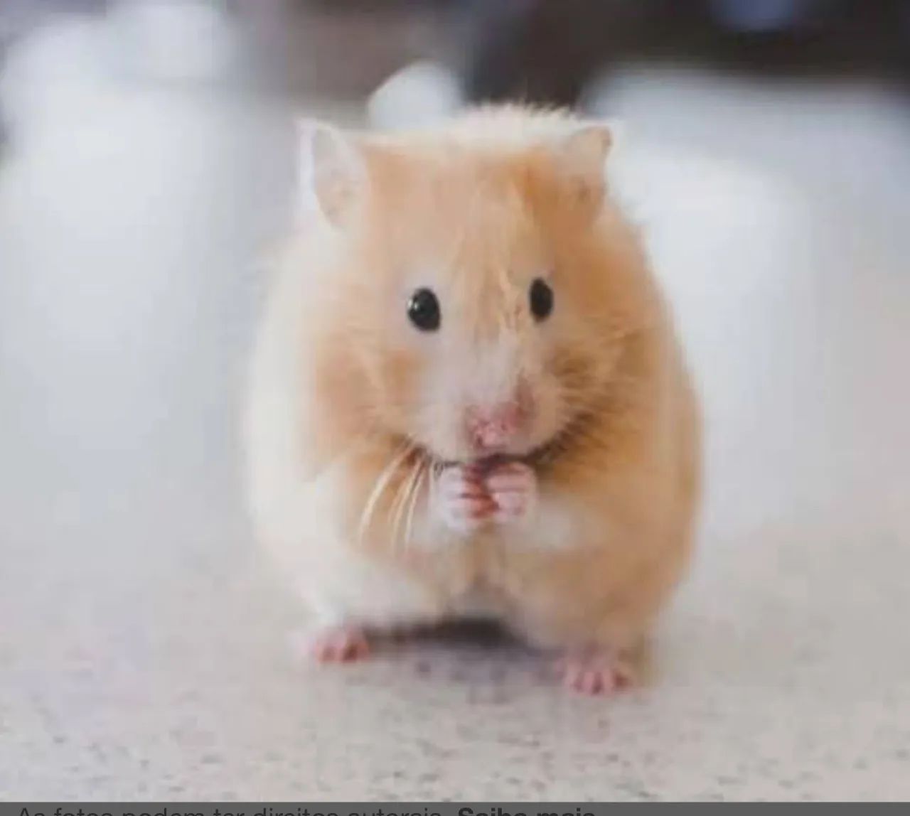 Hamster ? sírio 