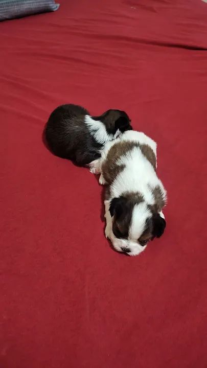 Filhote de Shih Tzu disponível!!!  - Foto 4