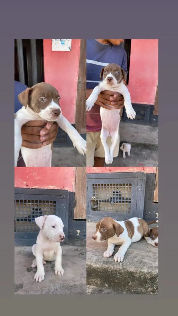 Filhotes de Pitbull para venda