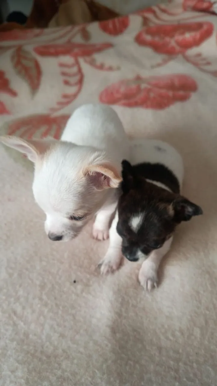 Filhotes de Chihuahua!