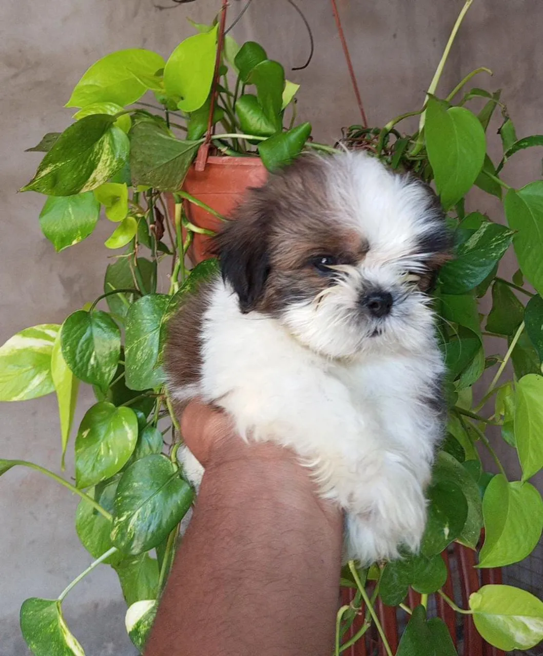 Filhote Shih Tzu para adoção
