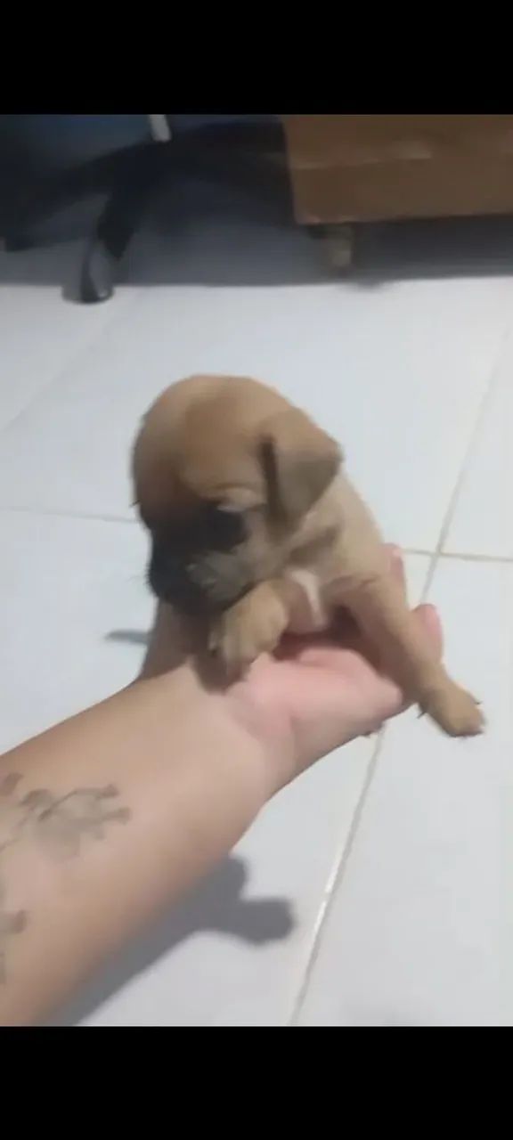Pang com salchicha 