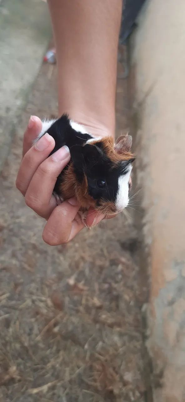 Porquinho da Índia - Foto 4