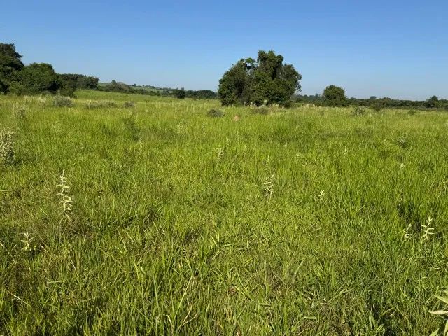 Boituva Região Sitio 72 ha (Ocasião) - Foto 4