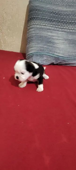 Filhote de Shih Tzu disponível!!!  - Foto 3