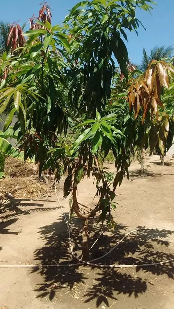 Foto - Vila Velha - Nova Itaparica