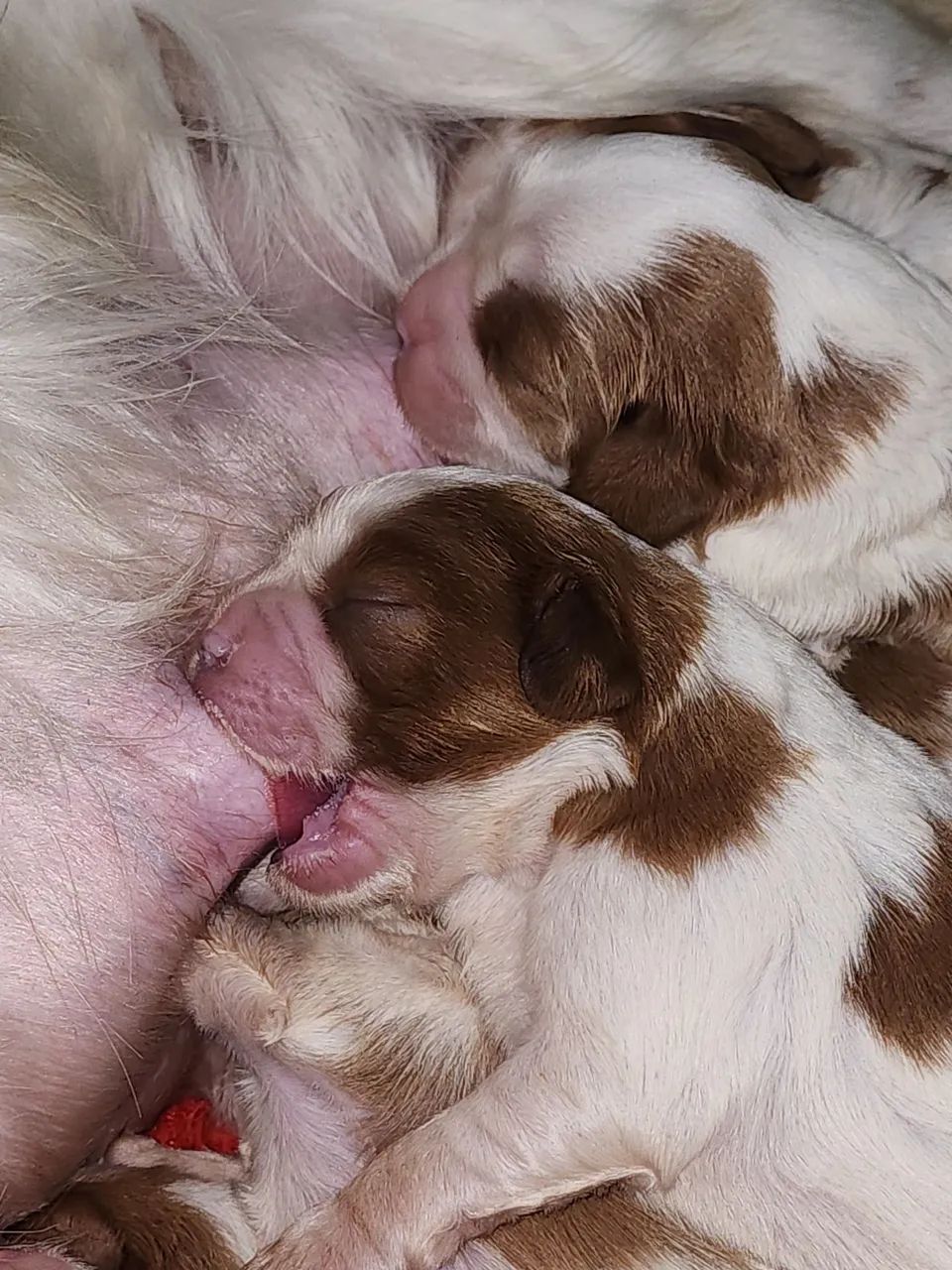 Cavalier King Charles Spaniel - Filhote 