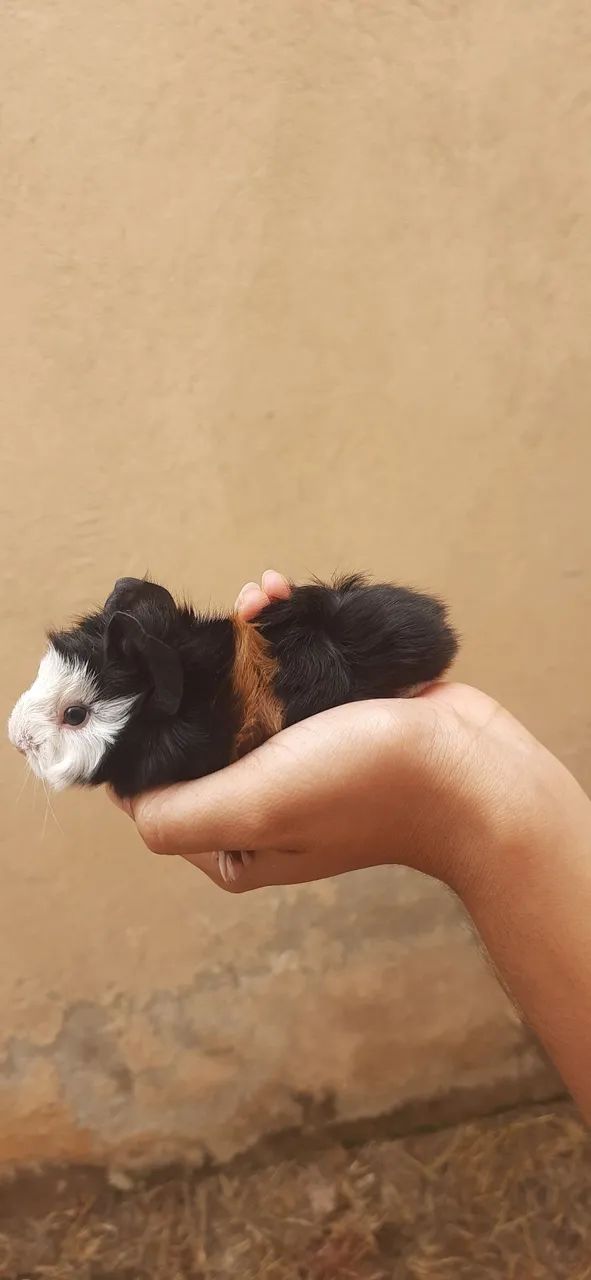 Porquinho da Índia - Foto 6