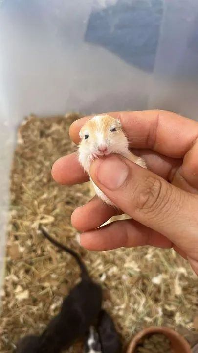 Filhotes de gerbil