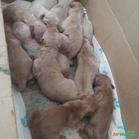 Filhotes de Golden  - Foto 2