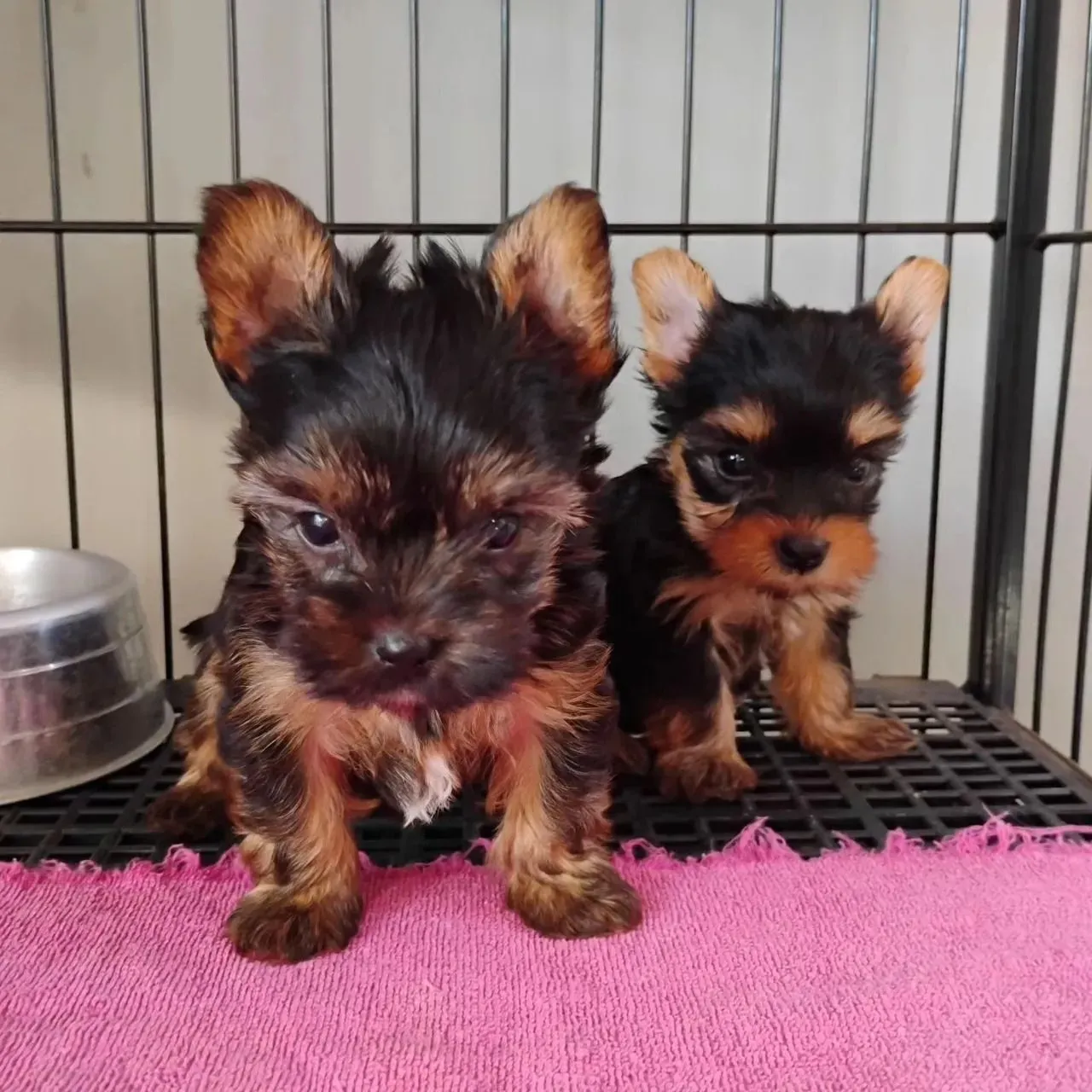 Yorkshire Terrier viva a paternidade canina 