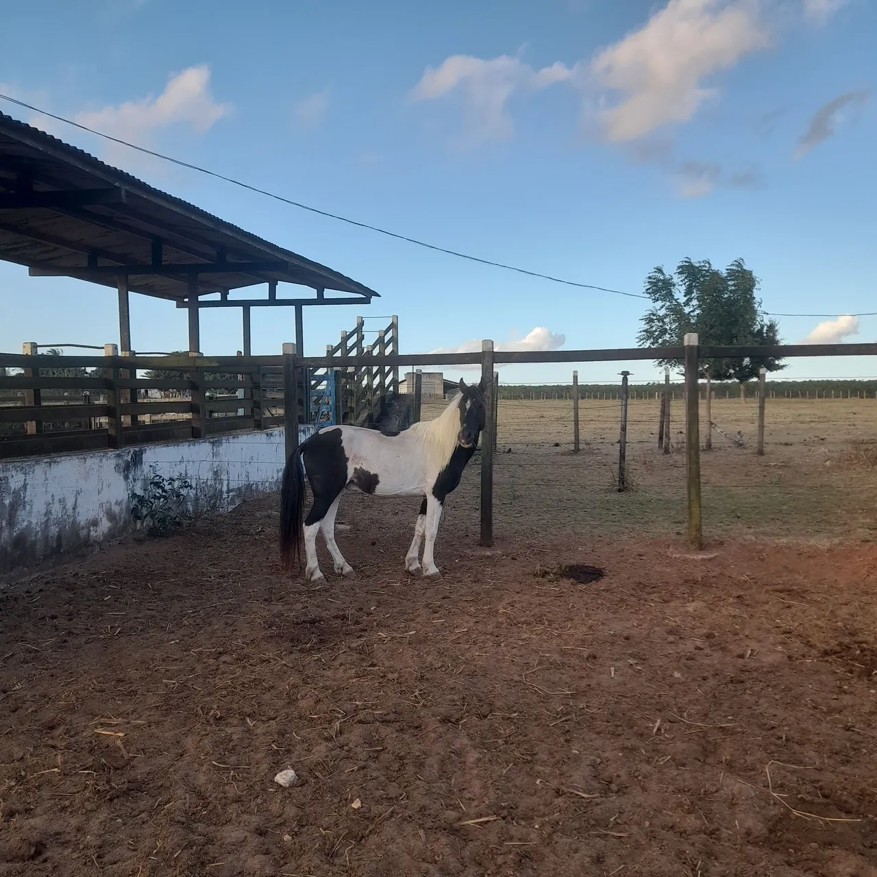  Vendo lindo poney