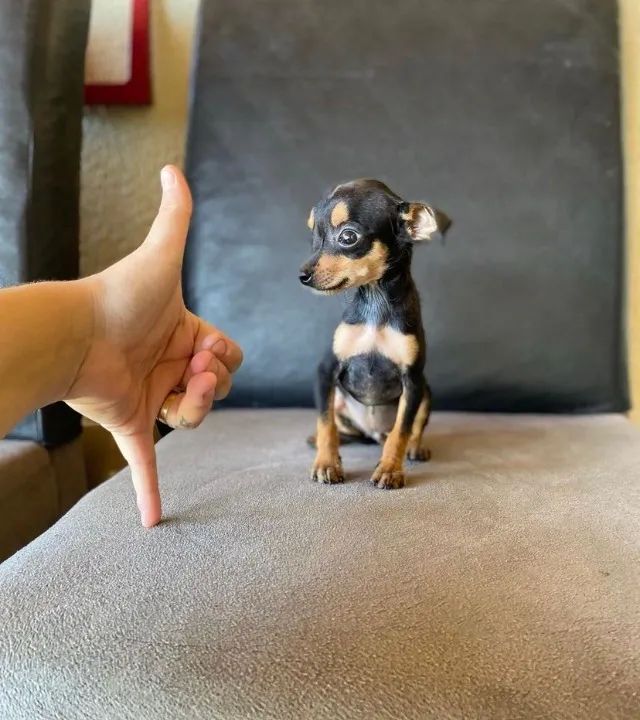 Pinscher miniatura -Filhotes \Entre em contato  - Foto 2