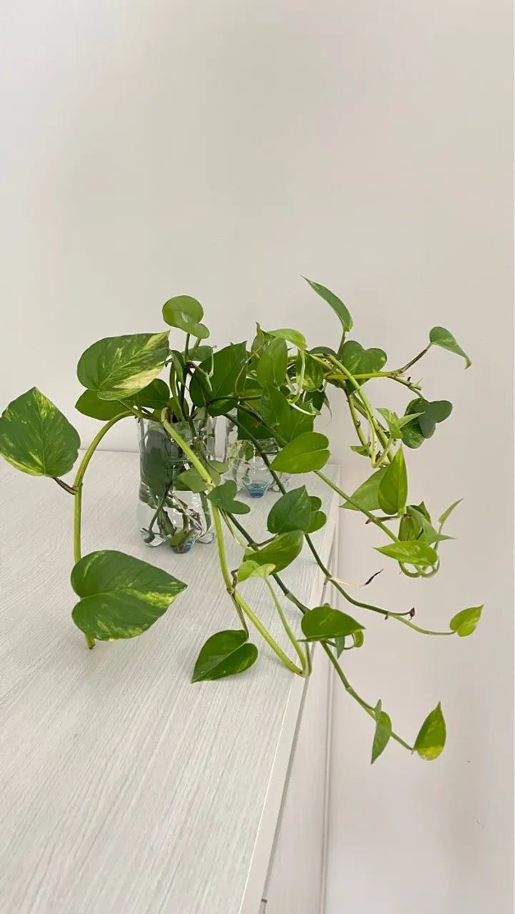 MUDAS DE PLANTAS SAMAMBAIAS, JIBÓIAS E ESPADAS DE SÃO JORGE - Foto 2