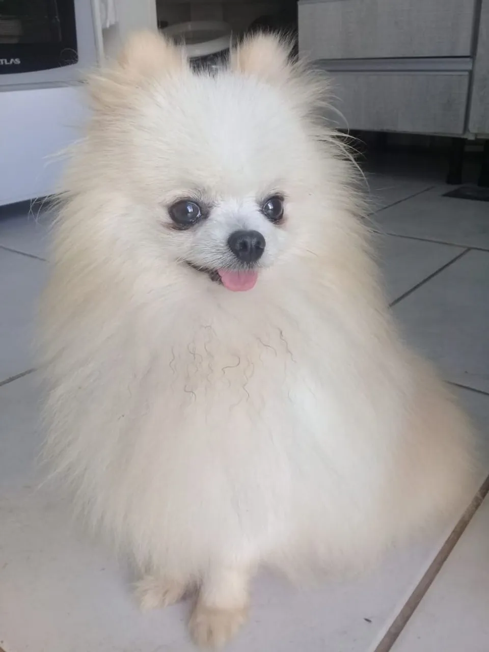 LULU DA POMERANIA ANAO