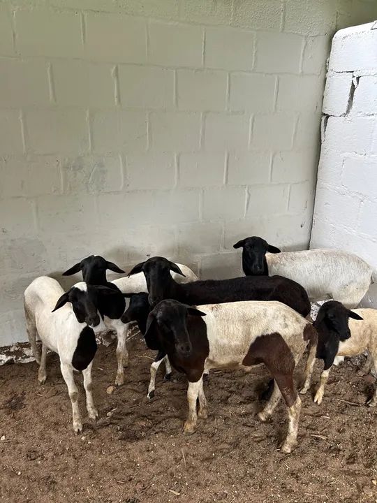 Carneiros e Ovelhas santa Inês  - Foto 2