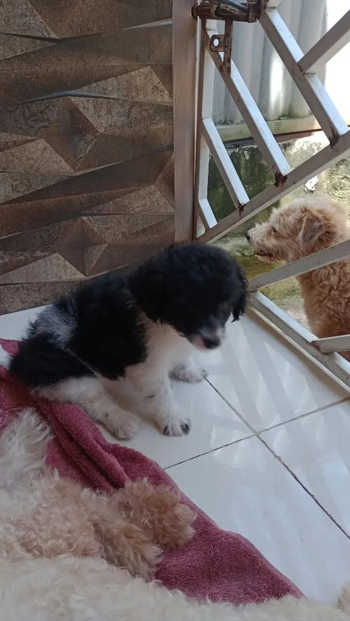 Filhotes de Cachorro - Lindos e Carinhosos - Foto 2