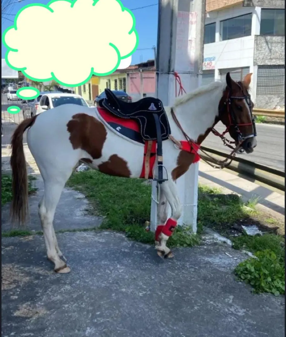 Vende-se égua de raça