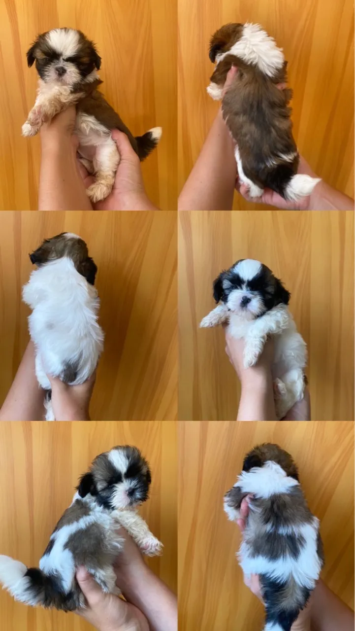 Fêmeas Shih Tzu Raça Pura Vermifugadas