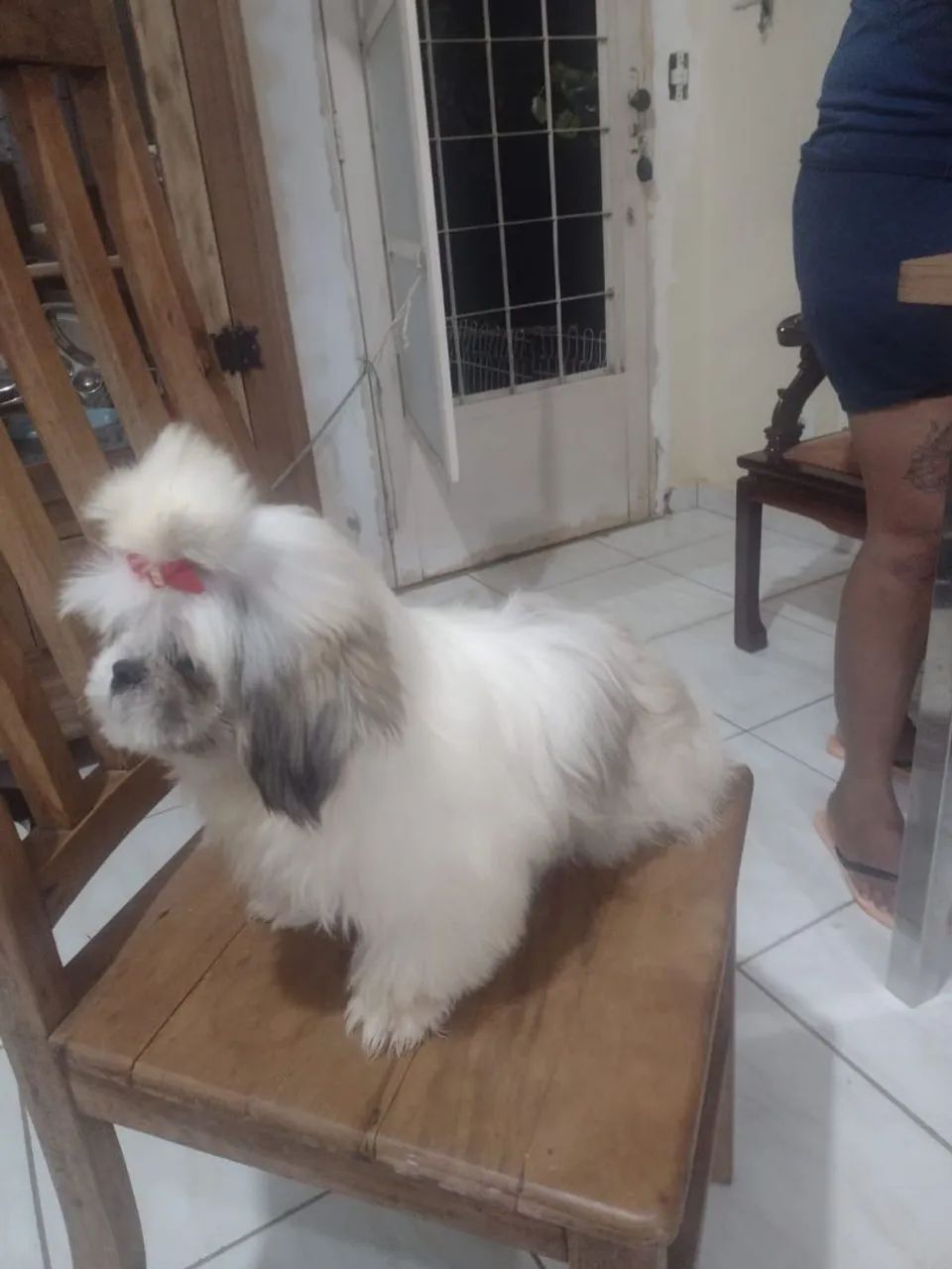 Shih Tzu Fêmea Adorável - Foto 3