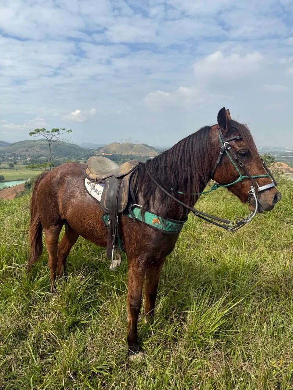 Cavalo quarto de milha 