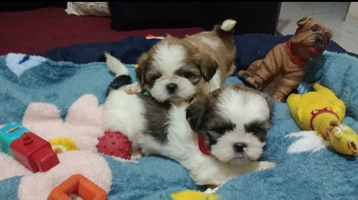 Filhotes Shih Tzu
