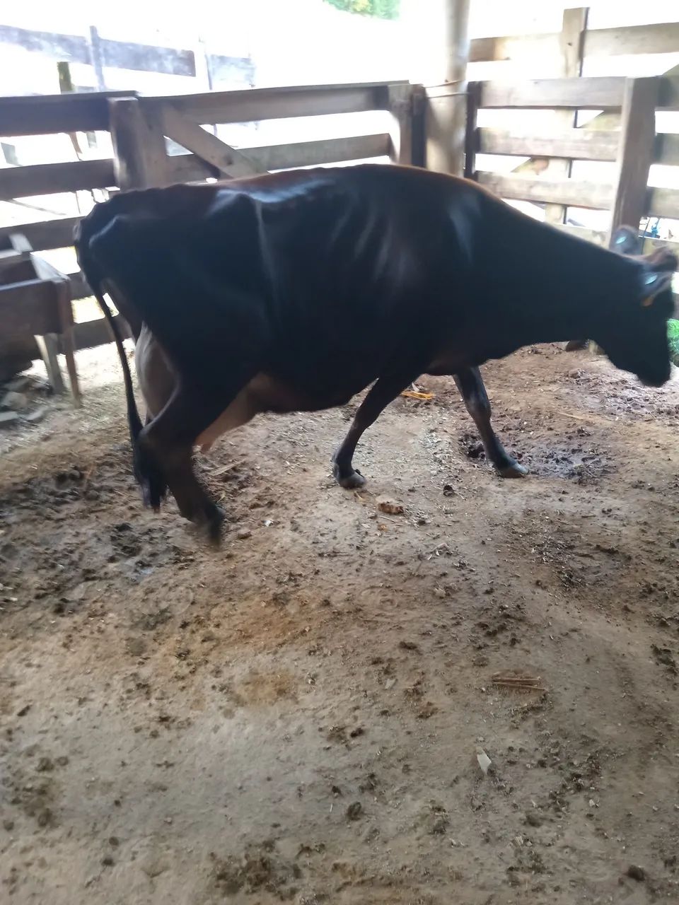 Vaca leiteira treis vacas para vender 