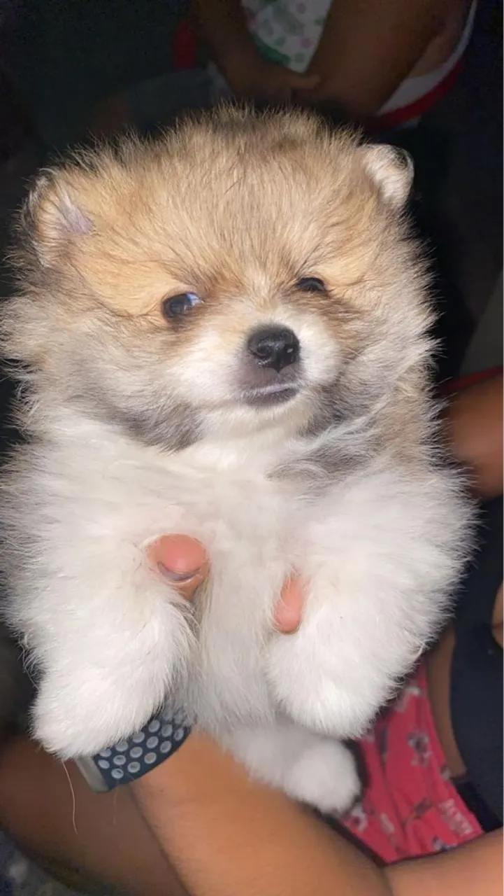 Filhote de Spitz Alemão