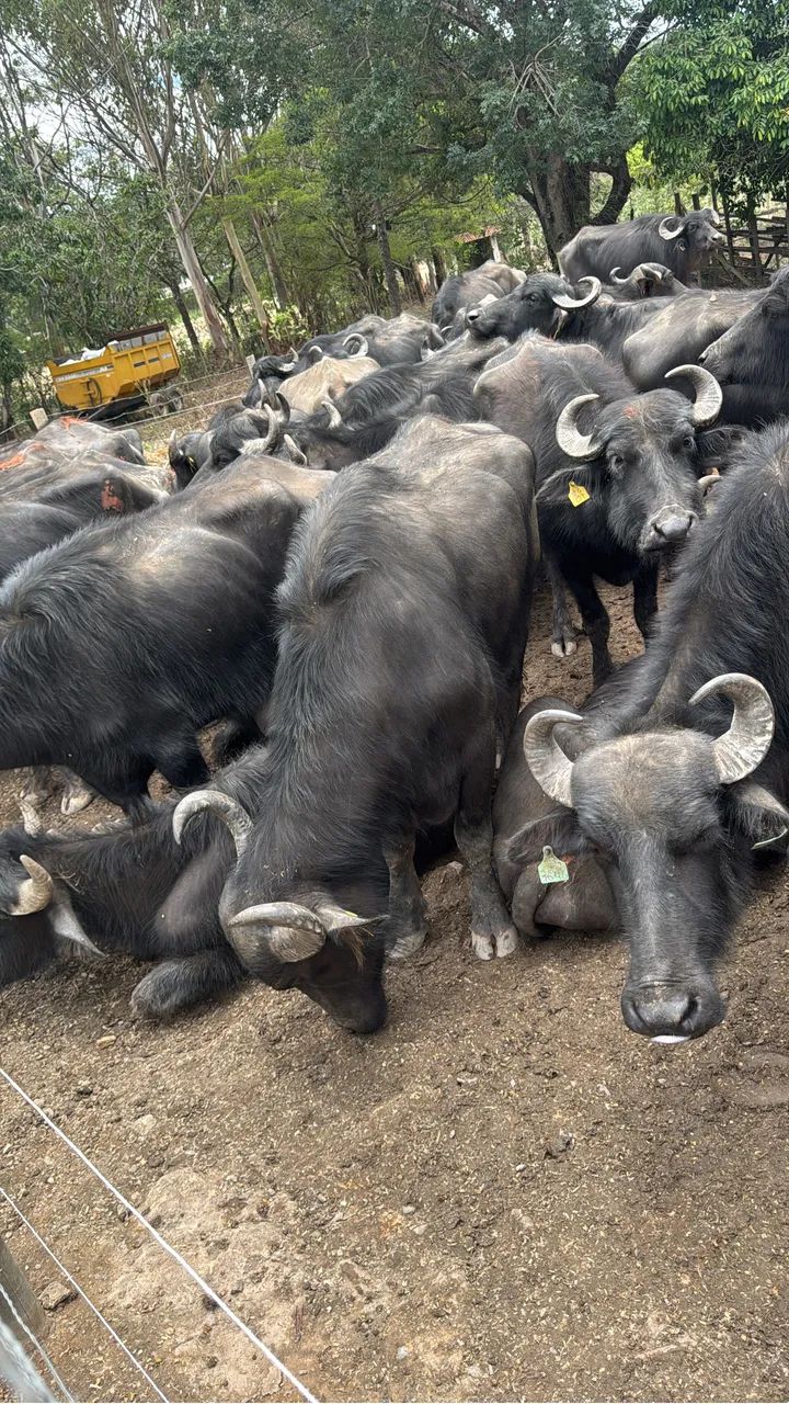 Búfalo a venda e  búfala  - Foto 3