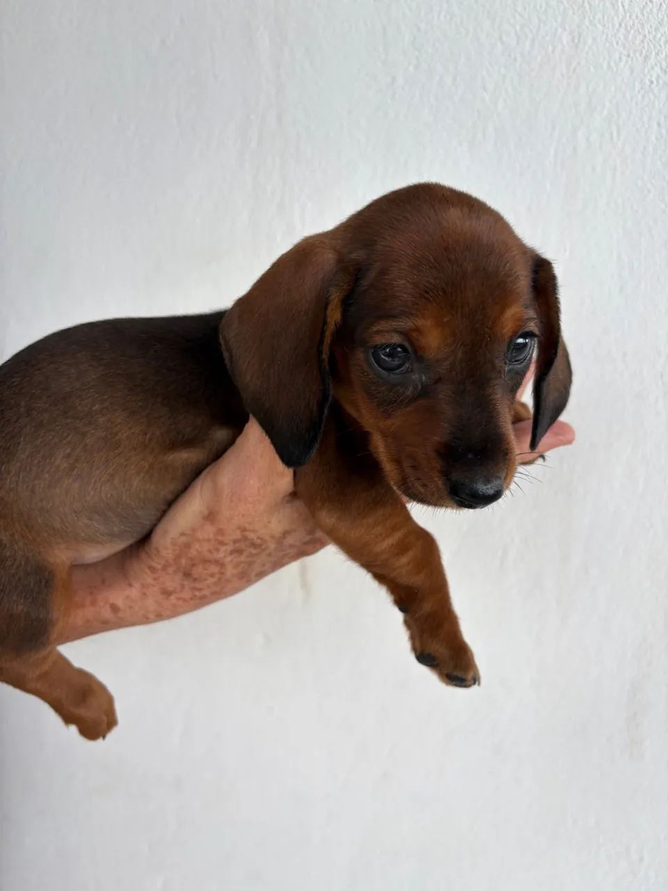 Dachshund fêmea  - Foto 3