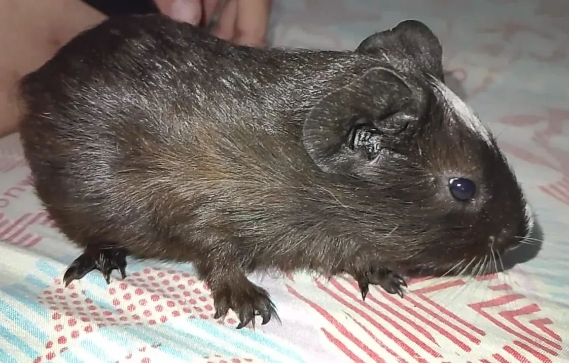 Porquinhos da índia black filhotes