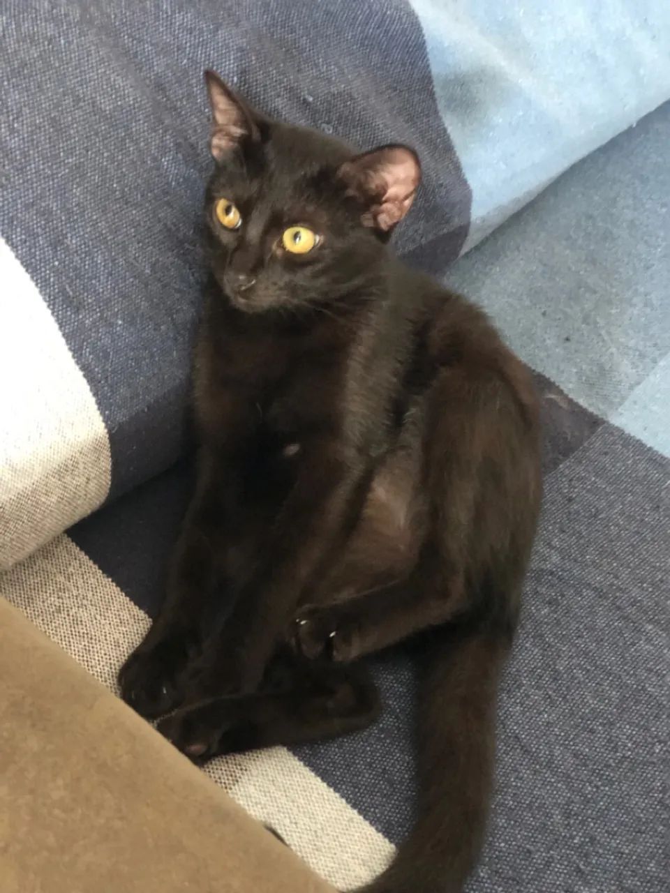 Gatinha pretinha  - Foto 4