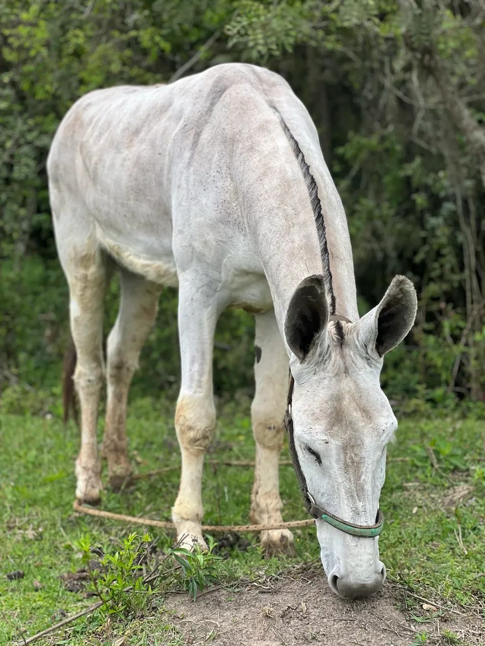 Jumento pega  - Foto 5