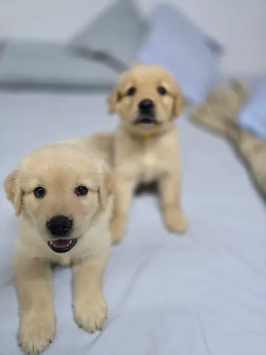 FEMEA golden retriever 100% puro com pedegree