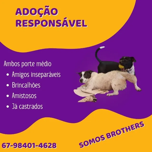 Doação -Resgatados lindos cãezinhos de companhia