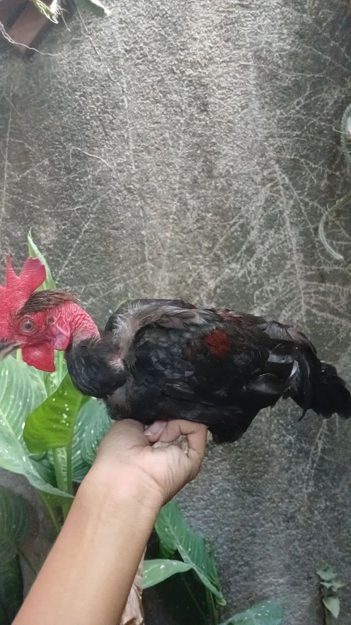 Galo mini modelado. - Foto 3