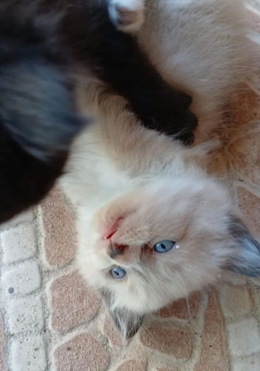 Gatinho sialata siames disponível para adoção